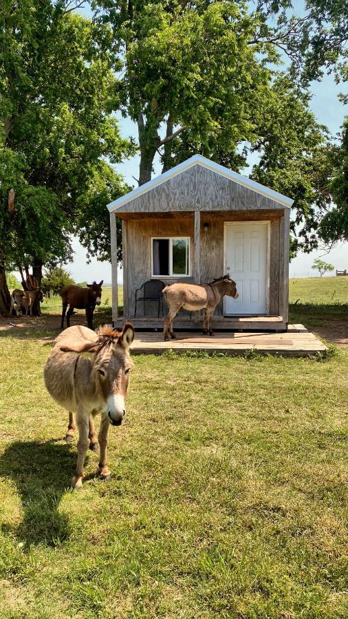 Tiny Cabin At The Donkeyranch Medicine Park Dış mekan fotoğraf